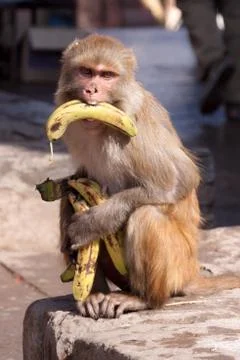 Banana-monkey Stock Photos