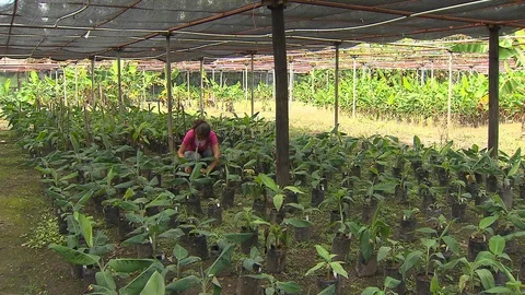 Banana nursery Stock Footage 114574071