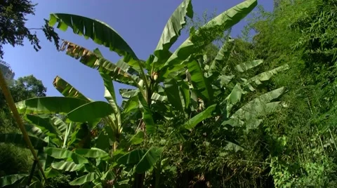 Banana palm Stock Footage 8600938