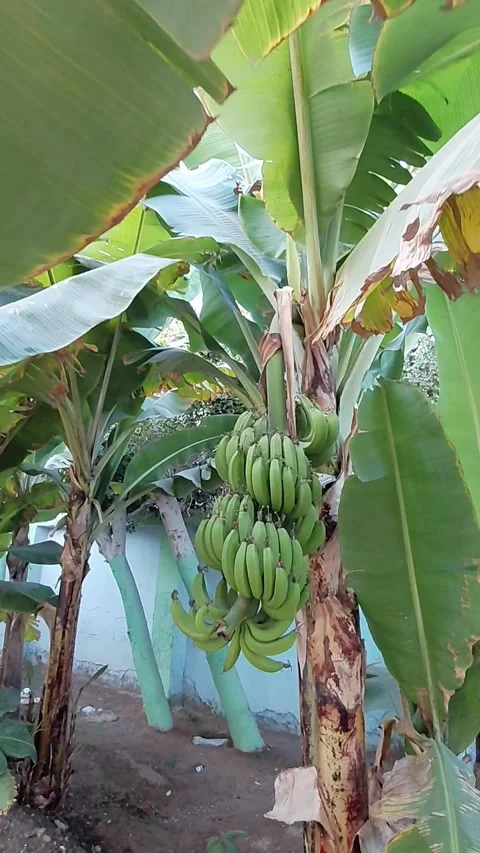 Banana palm Stock Footage 336296614