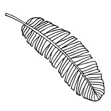 Banana palm leaf isolated on white doodle sketch Illustrazione stock