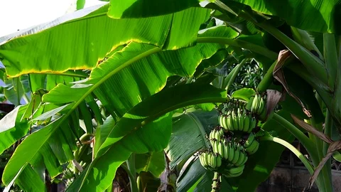Banana palm tree 動画素材 123556162