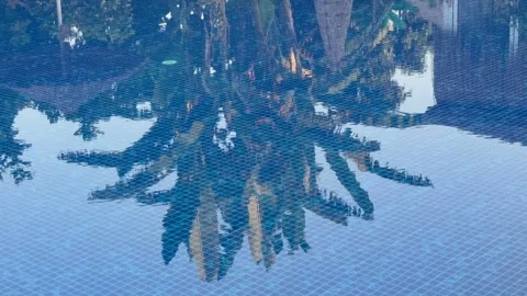 Banana palm tree perfectly reflected in calm blue resort pool water creating 動画素材 345653812