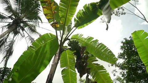 Banana palm tree on sky background Stock Footage 126969765