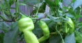 Banana Pepper HD Footage