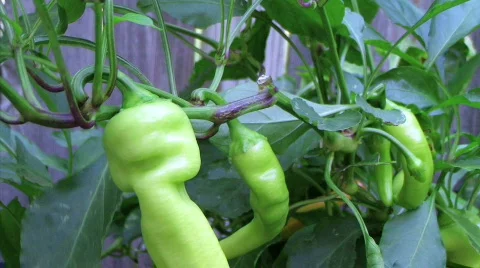 Banana Pepper Stockbeeldmateriaal 97347