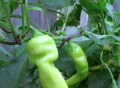 Banana Pepper Footage