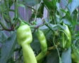 Banana Pepper SD Footage