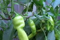 Banana Pepper Footage