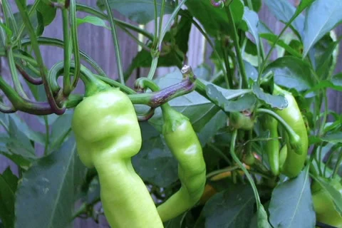 Banana Pepper Stock Footage 2802991
