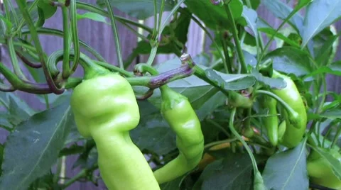 Banana Pepper Stock Footage 8601198