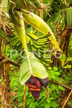 Banana Stock Photos