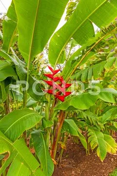 Banana Stock Photos
