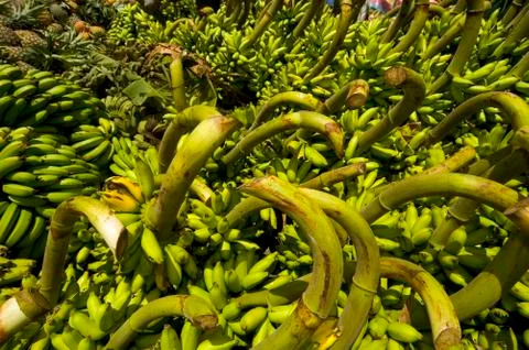 Banana Stock Photos