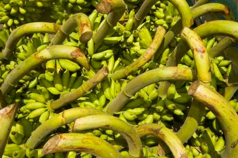 Banana Stock Photos