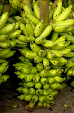Banana Stock Photos