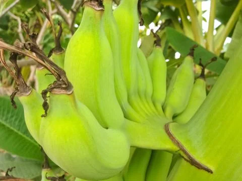 Banana Stock Photos