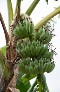 Banana Stock Photos