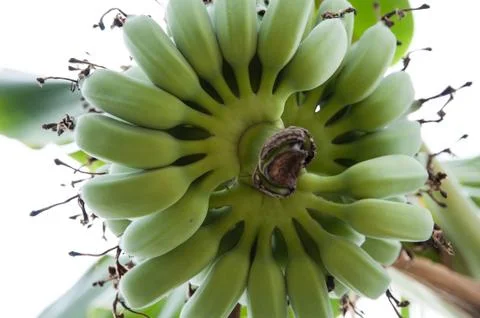 Banana Stock Photos