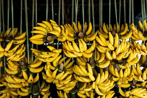 Banana Stock Photos