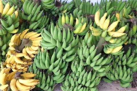 Banana Stock Photos