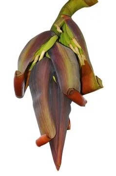 Banana Stock Photos