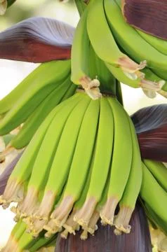 Banana Stock Photos
