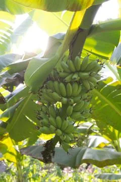 Banana Stock Photos