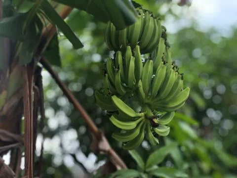 Banana 写真素材