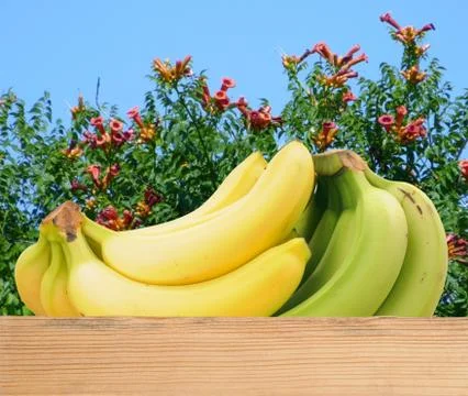 Banana Stock Photos