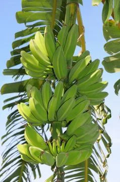 Banana Stock Photos