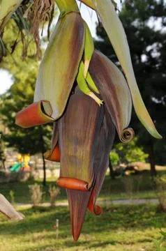 Banana Stock Photos