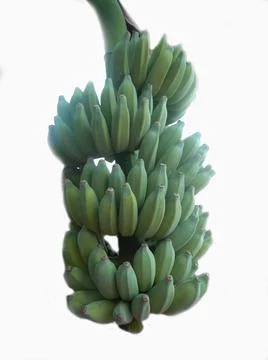 Banana Stock Photos