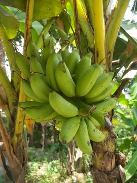 Banana Fotos de archivo