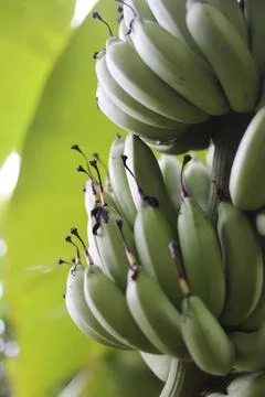 BANANA Stock Photos