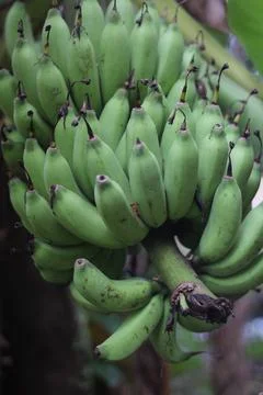 BANANA Stock Photos
