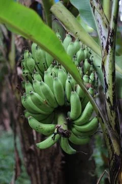 BANANA Stock Photos
