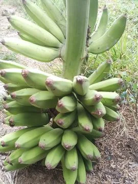 Banana 库存照片