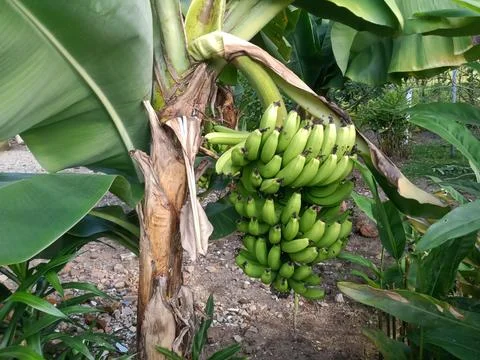 Banana 스톡 사진