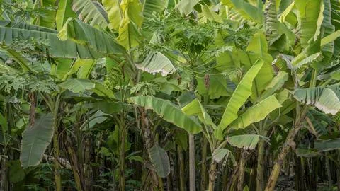 Banana Stock Photos