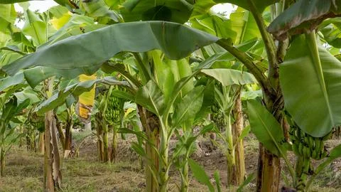 Banana Фото