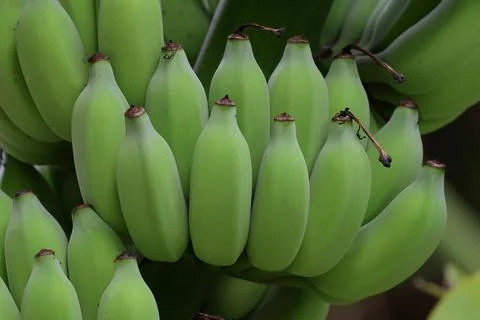 Banana Stock Photos