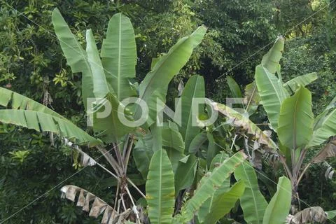 Banana plant foliage Stock Photos