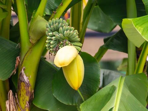 Banana plant in the subtropics. Stock Photos