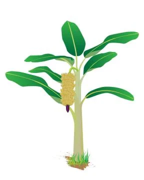 Banana plant vector design Stock Illustration