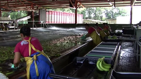 Banana plantation sorting Stock Footage 44980782