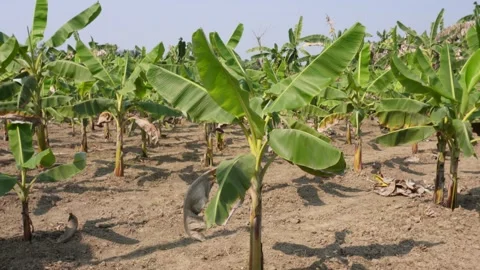 Banana plantations thrive 스톡 동영상 332571804