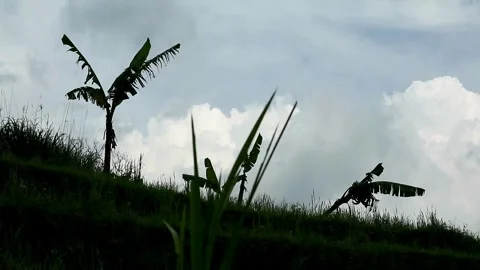 Banana plants Stock-Footage 331812613