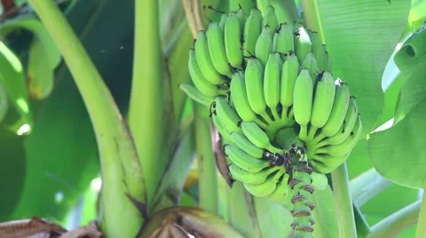 Banana Pod in the Wind Stock Footage 43290918