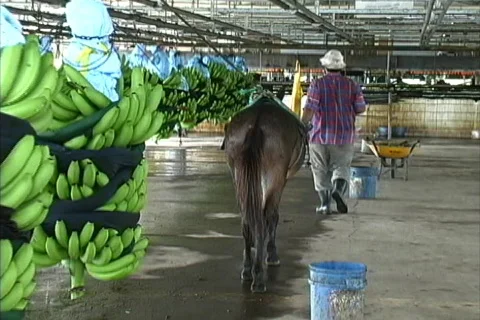 Banana processing Stock Footage